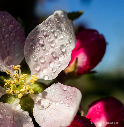 Regentropfen auf Apfelblüte